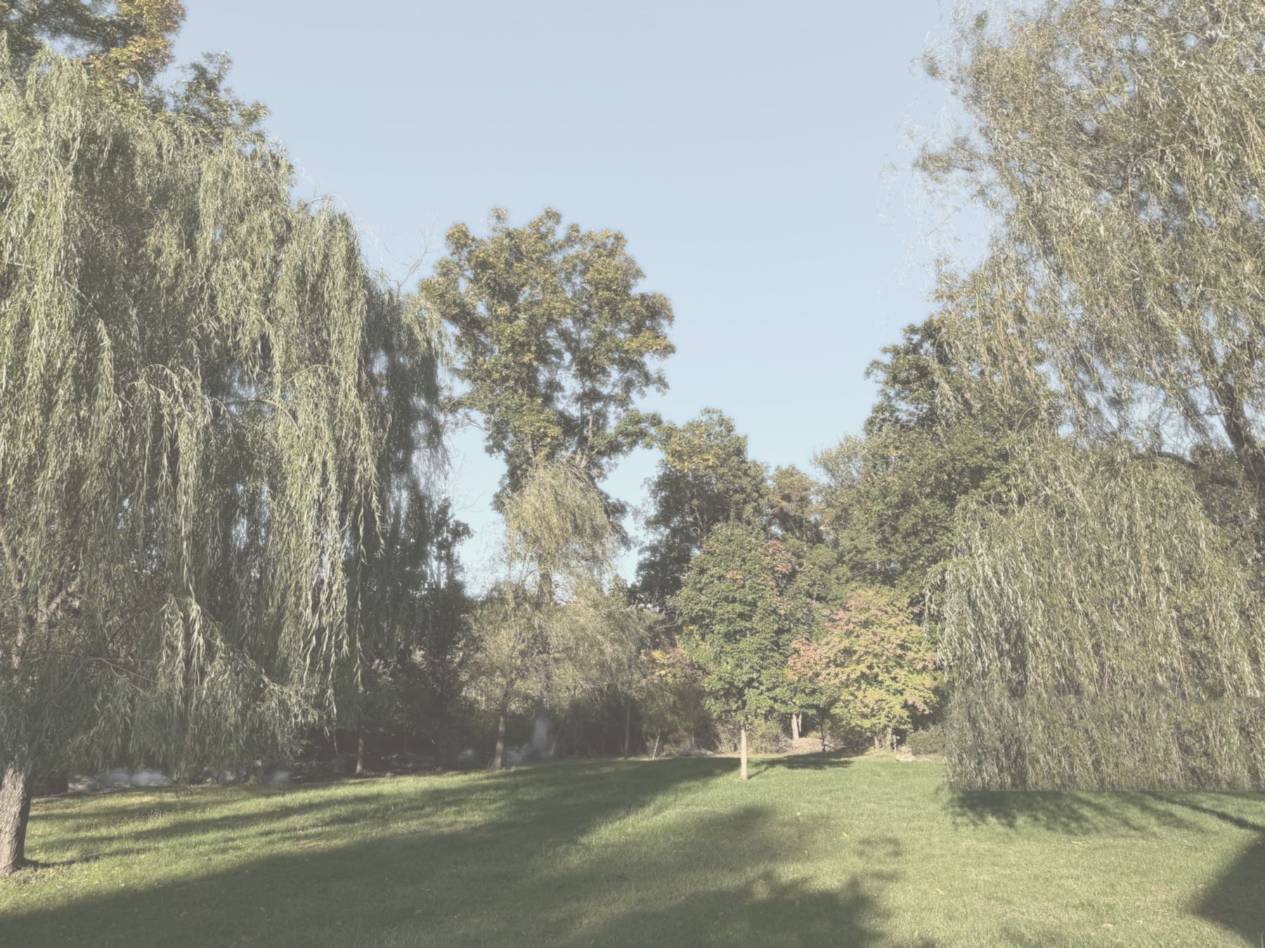 A sunlit lawn under willow trees