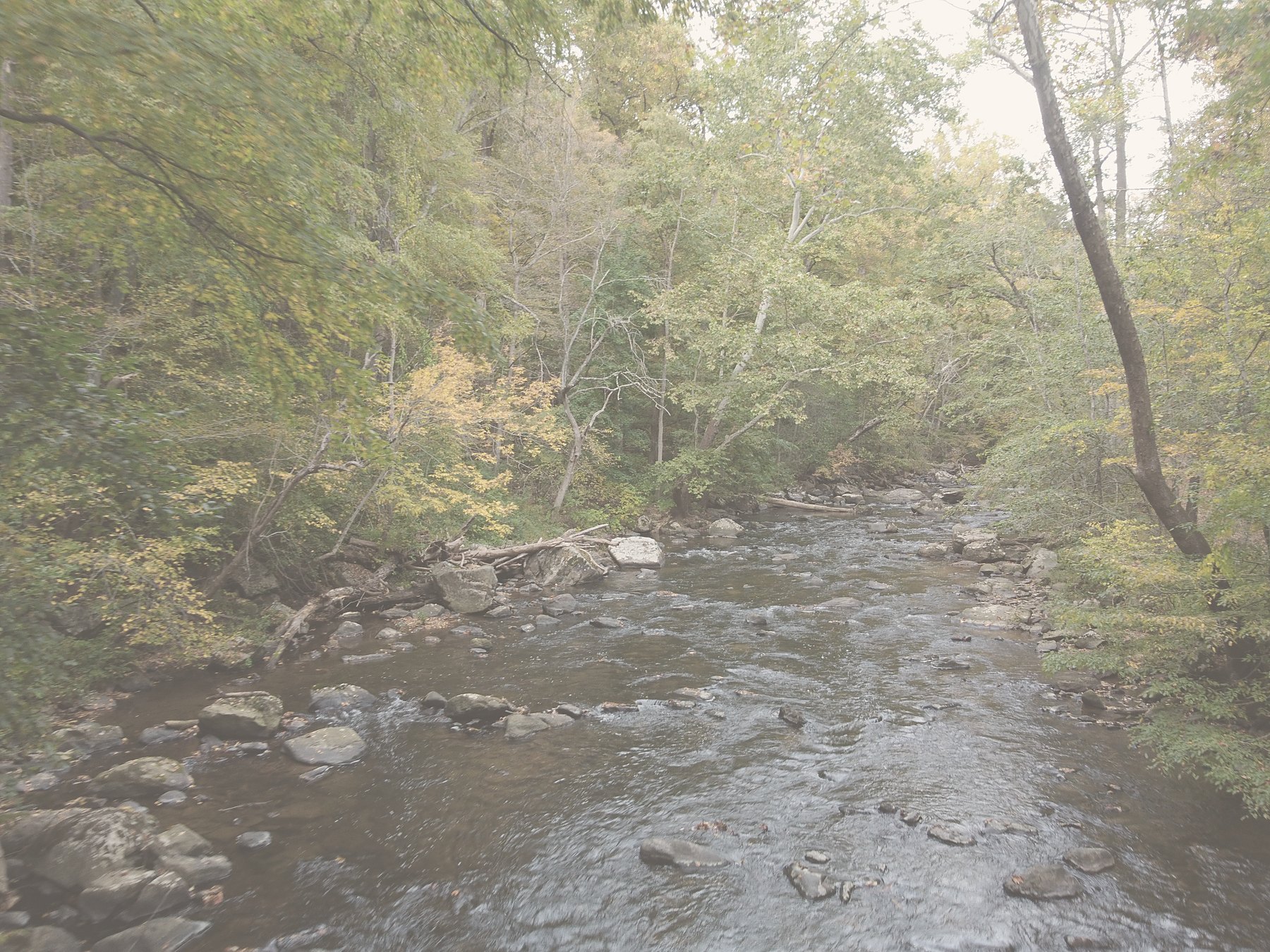 Trees beside a stream, one trunk leaning over the water