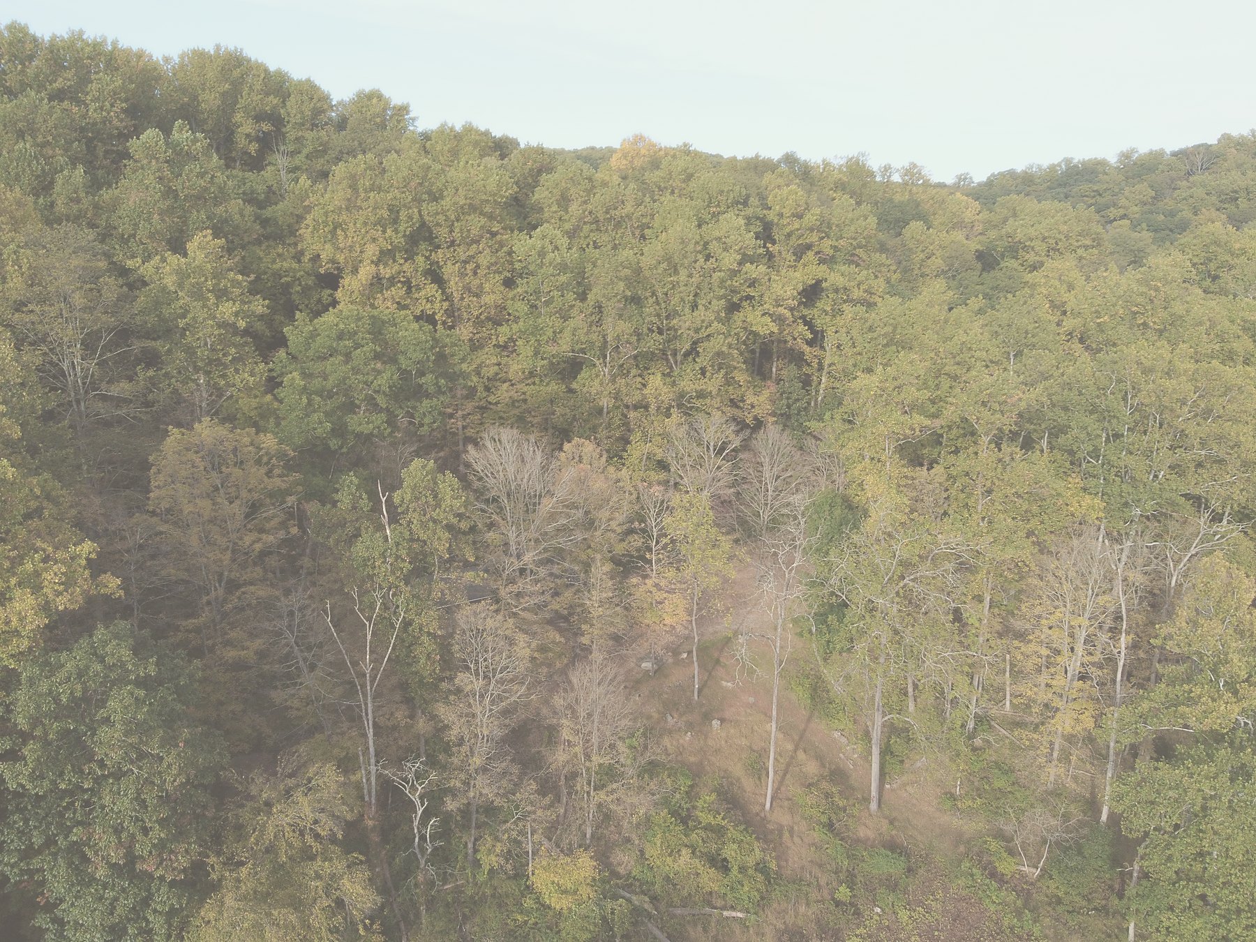A hillside of autumn trees with pale trunks, seen from above